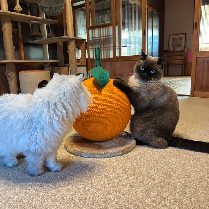 40c311cc b9ae 4dfa a47a 1c5a6e4facf9 1700899393291