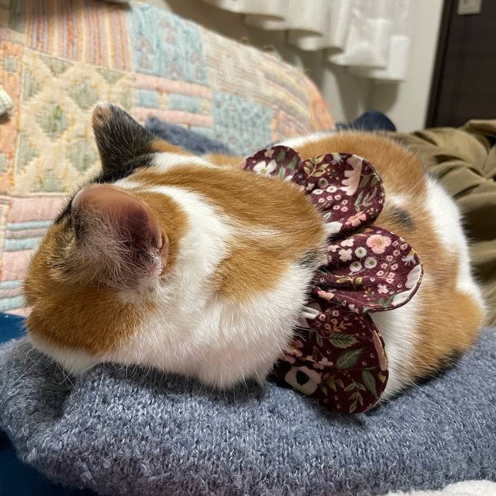 40c36079 2732 4758 aae0 9b116f4823b1 1765624239090