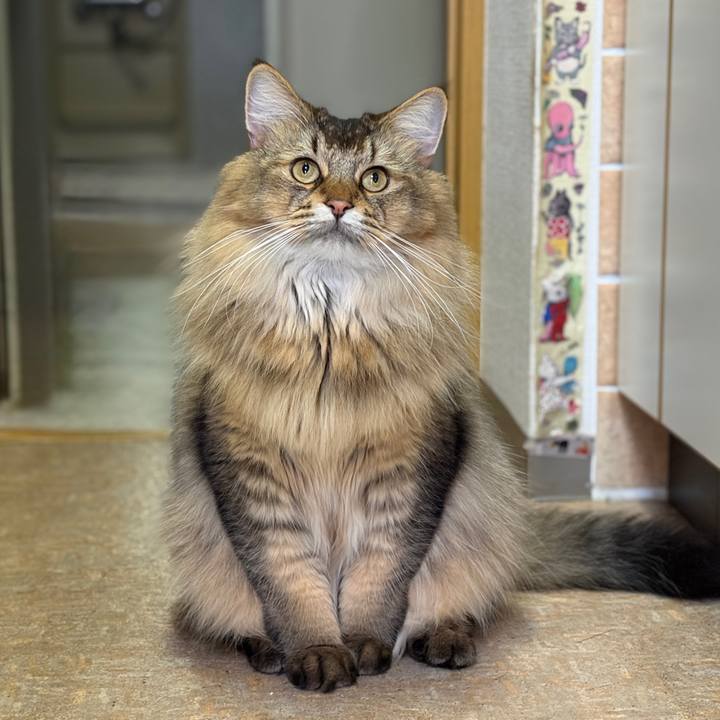 40c7db0d 30c2 4a14 b025 c552a8938947 1758493305724