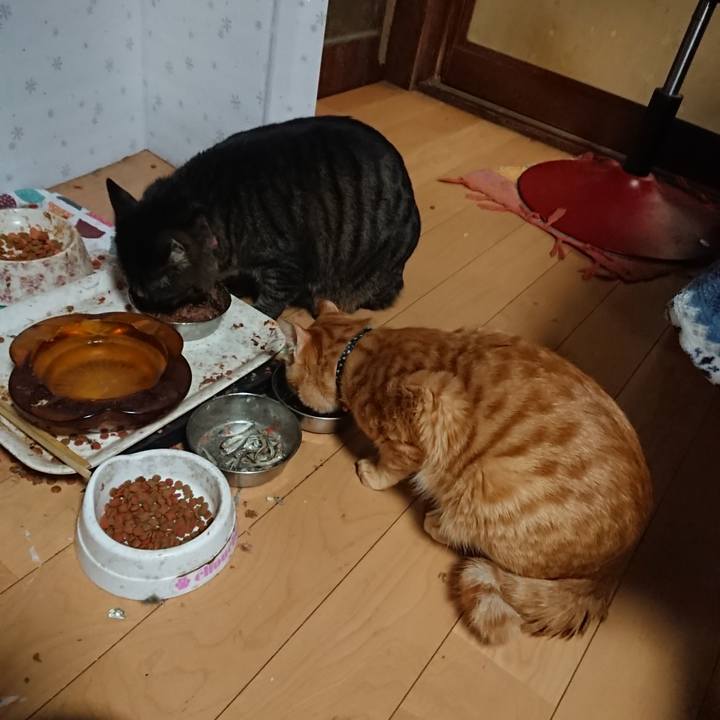 40cc4493 5580 4b27 9e86 54ee2f3f0c5b 1644664758671