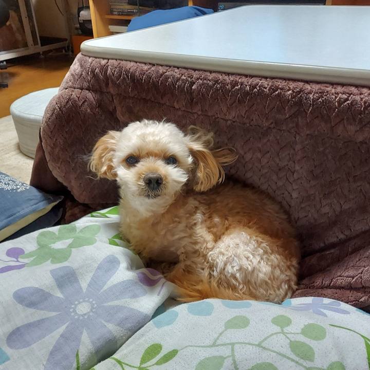 40cdc8c5 7456 4c63 94a0 65e9048329bd 1668567704329