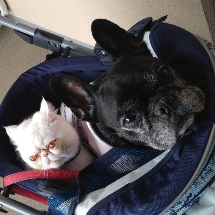 40ce2193 9030 45ad abc7 f8f5a9efcebb 1597589775733