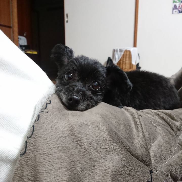 40d0c43b e34d 452d 9146 66a24c1f4159 1548586861311