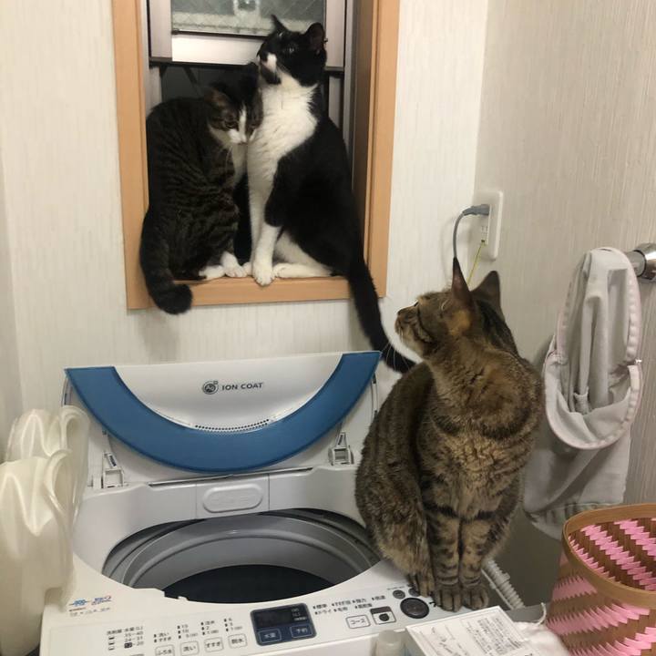 40d26331 4731 4cef 9d0e 1a2db6d40cff 1589167409002