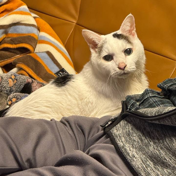 40d7fe4a 8ede 4b3b a928 929193fa083f 1765455234357