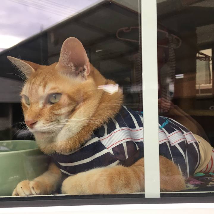 40d92616 a628 4643 ae70 81f549374fcc 1595999325532