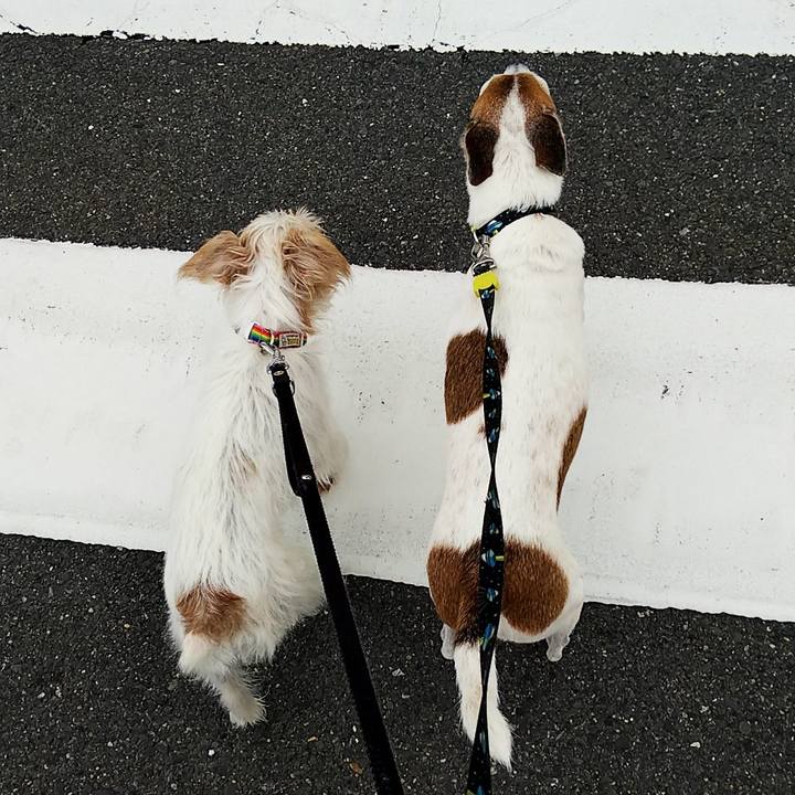 40dc0121 c0b6 40b6 b6ec 4966b3719f79 1538276307601