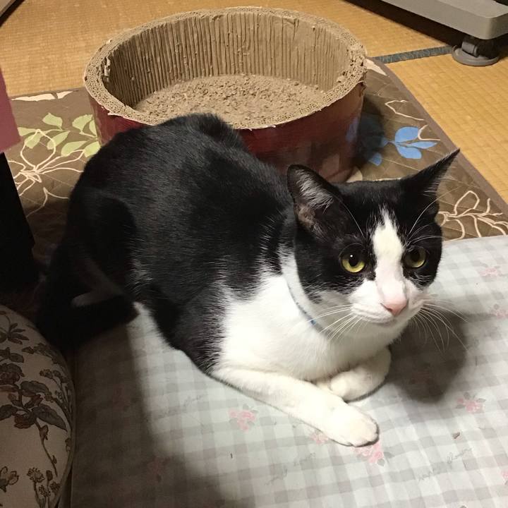 40dc6ad9 4fef 48bf b9f9 8ea942a533fb 1697203978416