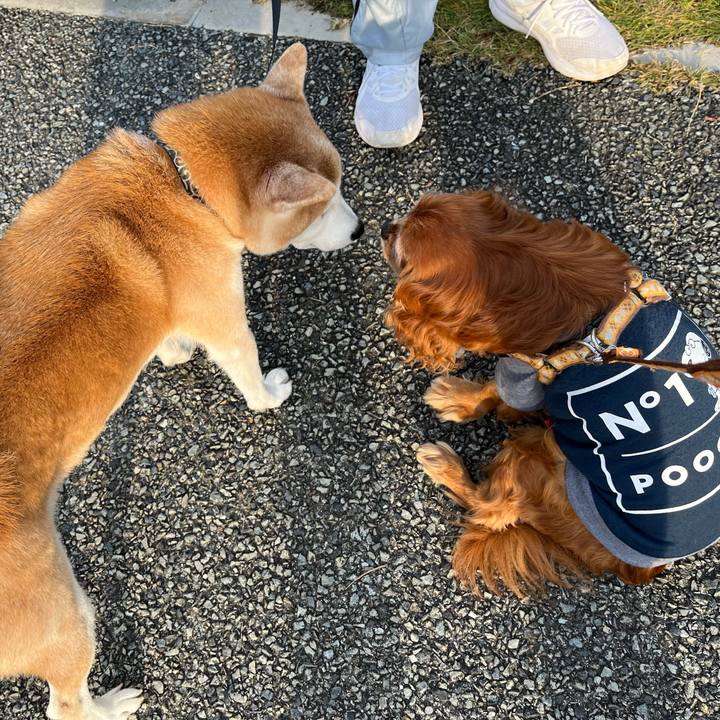 40ddefdd 773c 4091 8cdc 94787447b41b 1762048146684