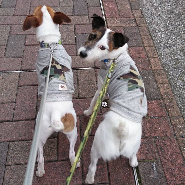 40df8e04 7acd 4dd0 afd9 f294571c4078 1552644179953