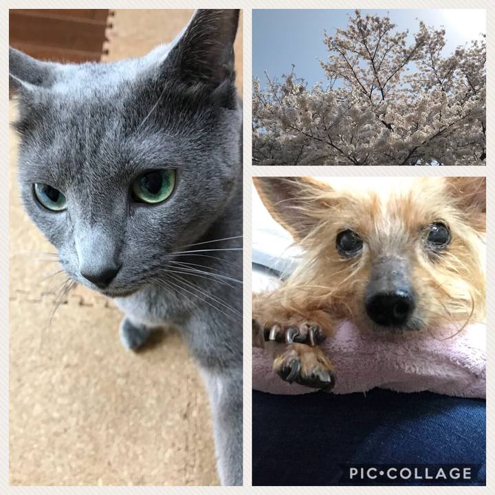 40e244c3 4506 4404 b72b 5729f1719bbf 1522299204000