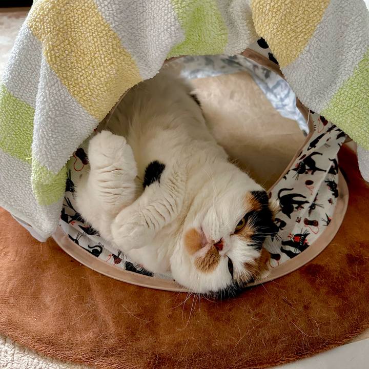 40e2900f fb2d 40f7 ab55 d51c25f2a3a4 1699577718406