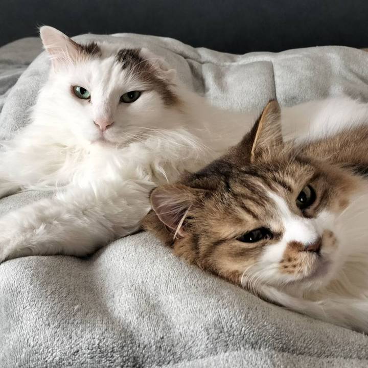 40e452d6 7fbe 4718 beda c21b2c8d80df 1771411187260