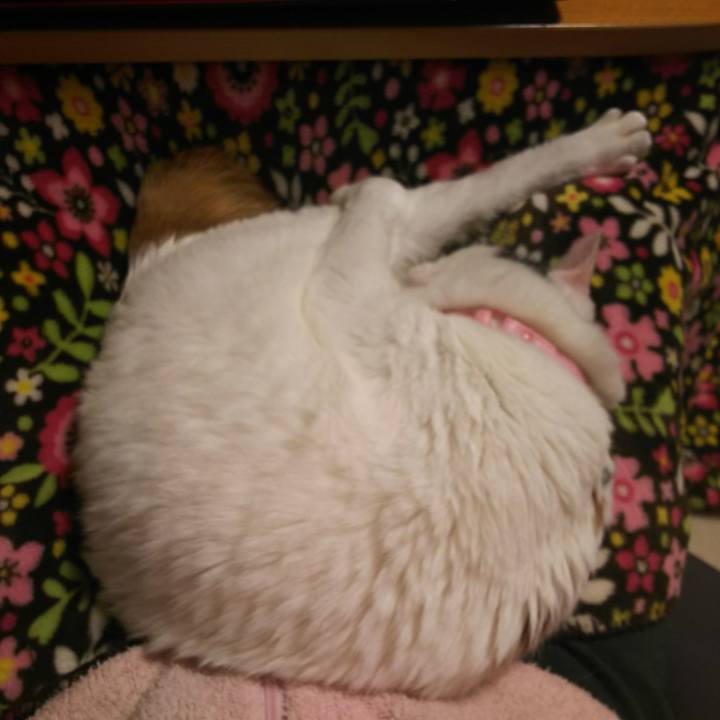 40e6ea71 fab2 4bbc a0a2 098239ebc3b9 1541161972830