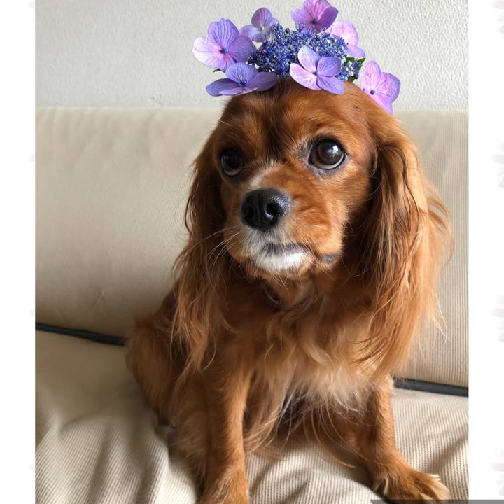 40e890ee 31e7 4d50 96ac e2dbfcc45509 1592618176255