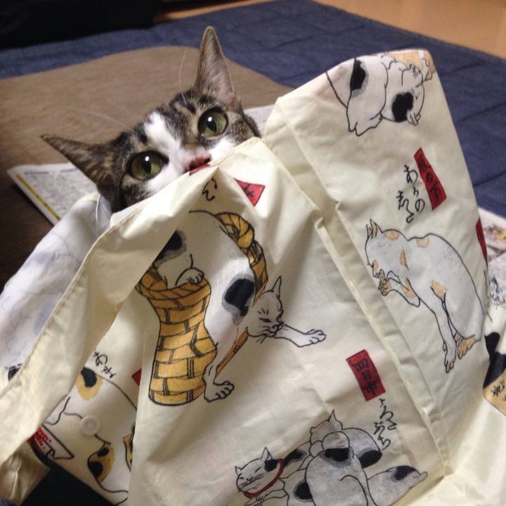 40e8acf9 43ae 44ed 87b6 5a86bae0d699 1513062552049