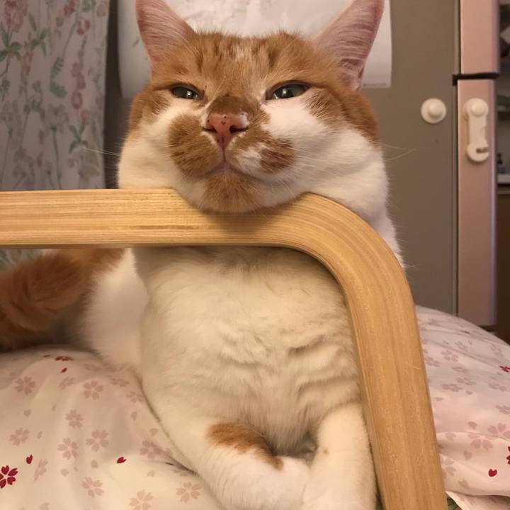 40e8e45c e584 4633 b11d 301bf87e090d 1598012112524