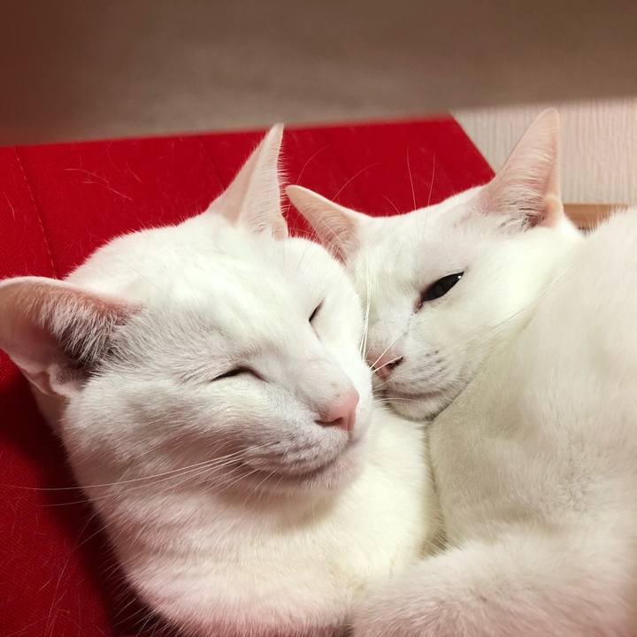 40eba9d7 9ba1 405e b0b1 5c387232c155 1512643875999