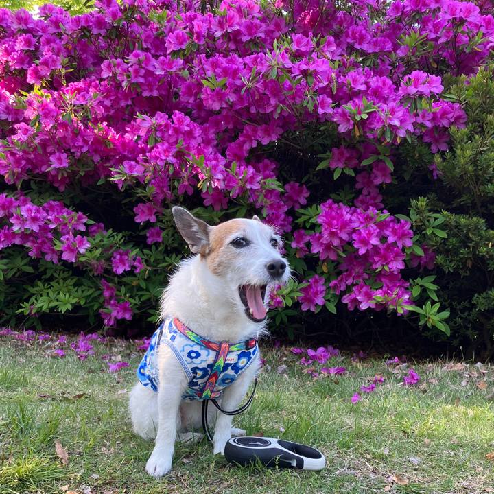 40f07ec3 4dcb 49c4 844b 31f3c28a0df6 1746660262761