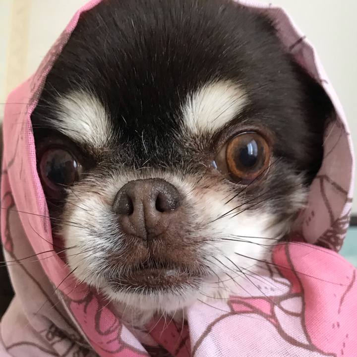 40f0f7a7 040d 463c a86c dcac3d4c4e57 1585993152959