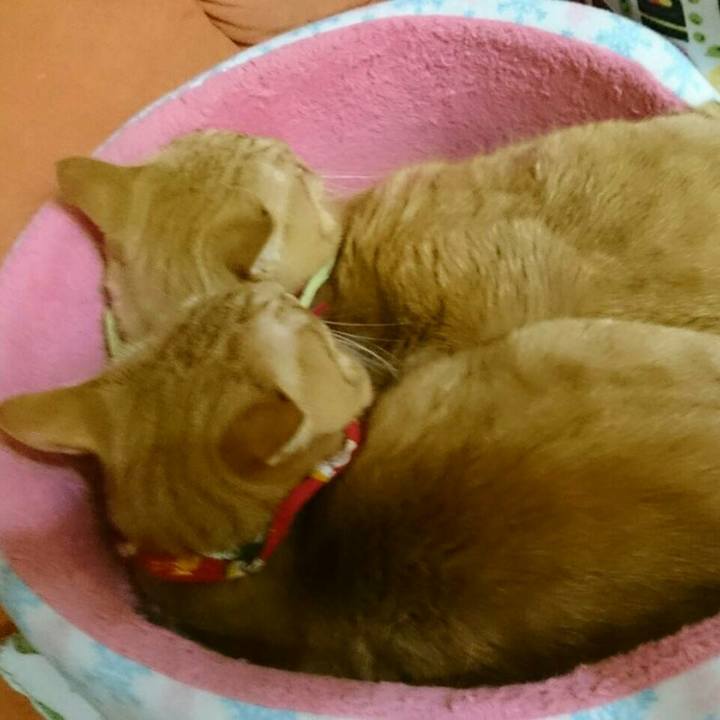 40f26493 f31f 408d b694 0bd95796a07d 1514592312427