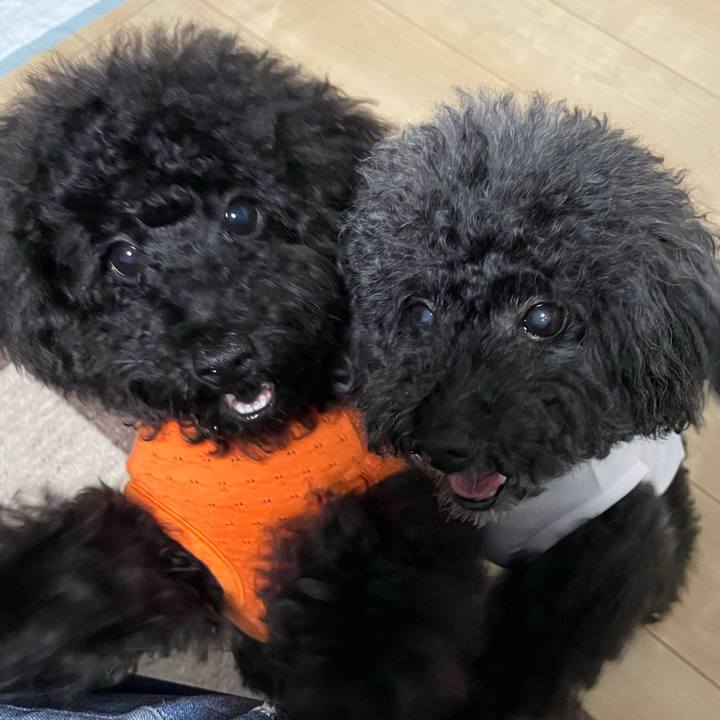 40f4bdeb d45b 4e94 9889 dfb1f704bd92 1686355199714