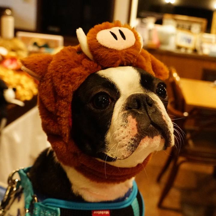 40f64257 d212 4515 9147 6c41e88c9033 1546602887812