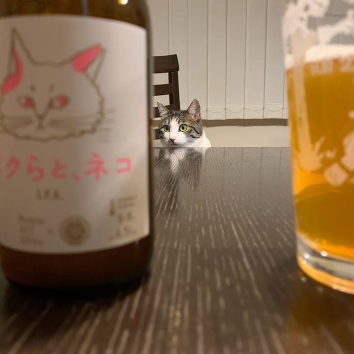 40f8b121 855e 44ca a559 84574815380c 1740926319698