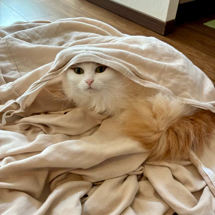 40f8f78a 234b 4b1f 8590 a90dd64e4767 1766976346841