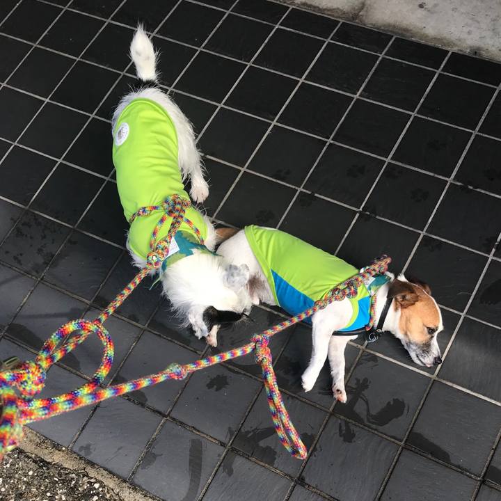 40f94f96 3081 4e66 ab4a b33d09d92336 1536538757289