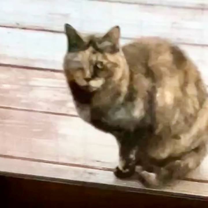 40fa7965 e4ea 4398 bd8b 34e5ff97768d 1735725995532