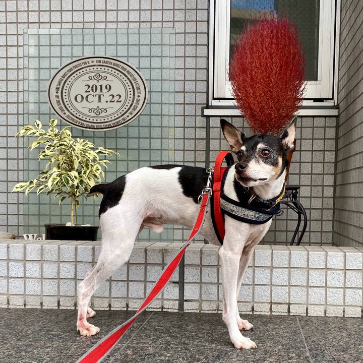 40fc0c62 fdcb 420d bbd1 f5233febf6e7 1571839208110