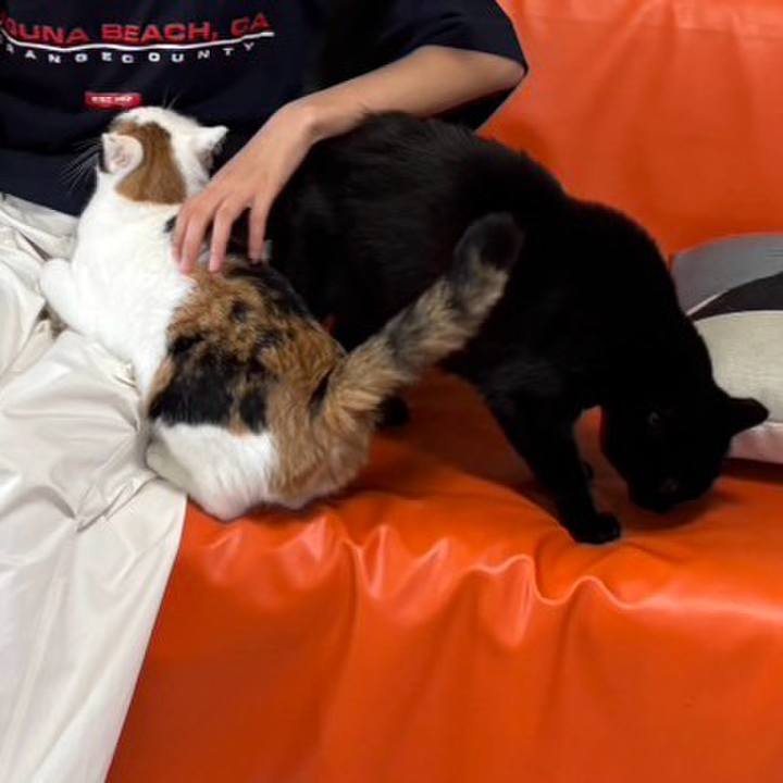 40fc5e1b ad13 4030 bef8 9c8b5488a48b 1742471644889