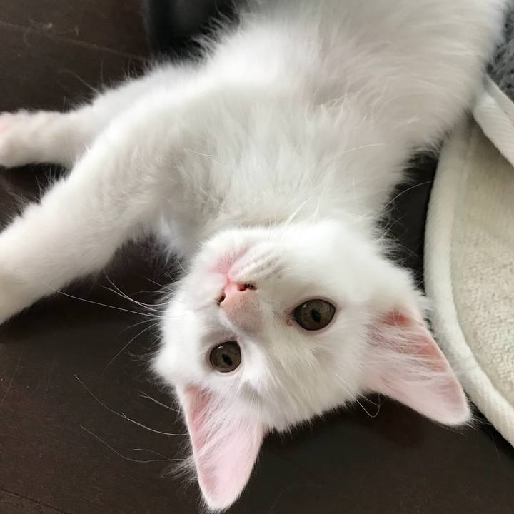 40fc62ff a70d 45e4 a4cd aa697eeca661 1536119454197