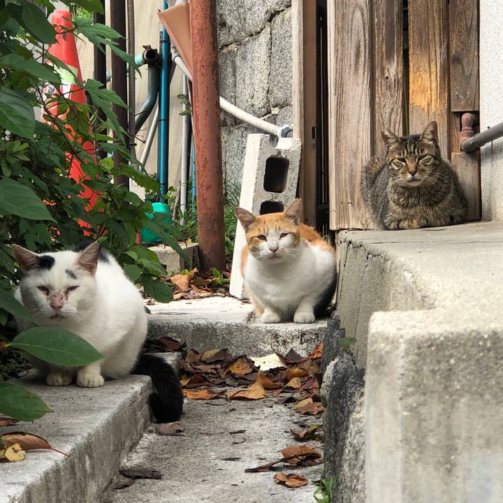 4100bc1a 68b4 4279 853f 90c6aa329b71 1572797952880