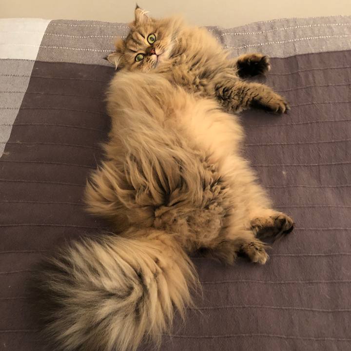 41015783 cd65 4609 a22d 86bb69fa3580 1547600873838