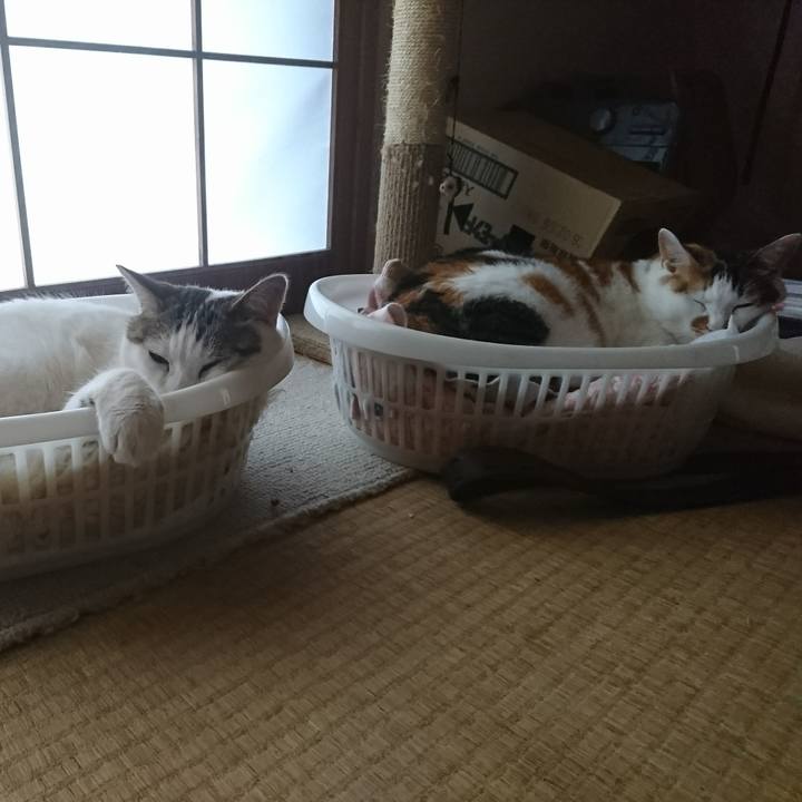 4101f1ee 3531 41fe 8d61 2d2f76f9fe6f 1529885381839