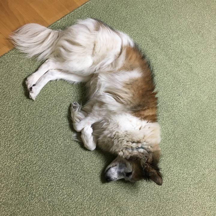 41037a33 73ab 4062 80ce bd52b9a7a232 1512471273615