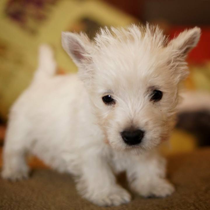 41061060 7720 4b05 9f31 51dc42f80b45 1519117467901