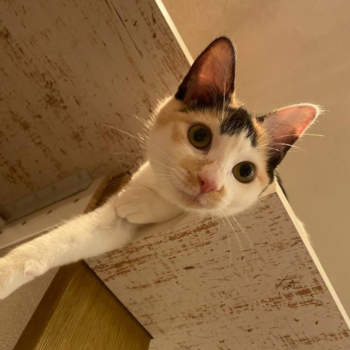 41079d20 a2b5 44d3 8575 ba88b49dc669 1665878901275