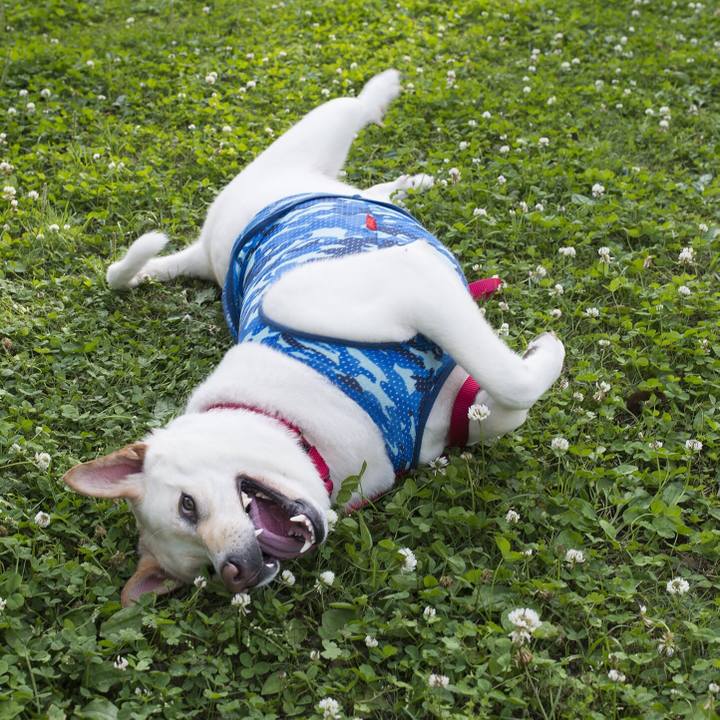 410da43d 836d 4bc4 9cfd a146d9e1a0b4 1526831893716