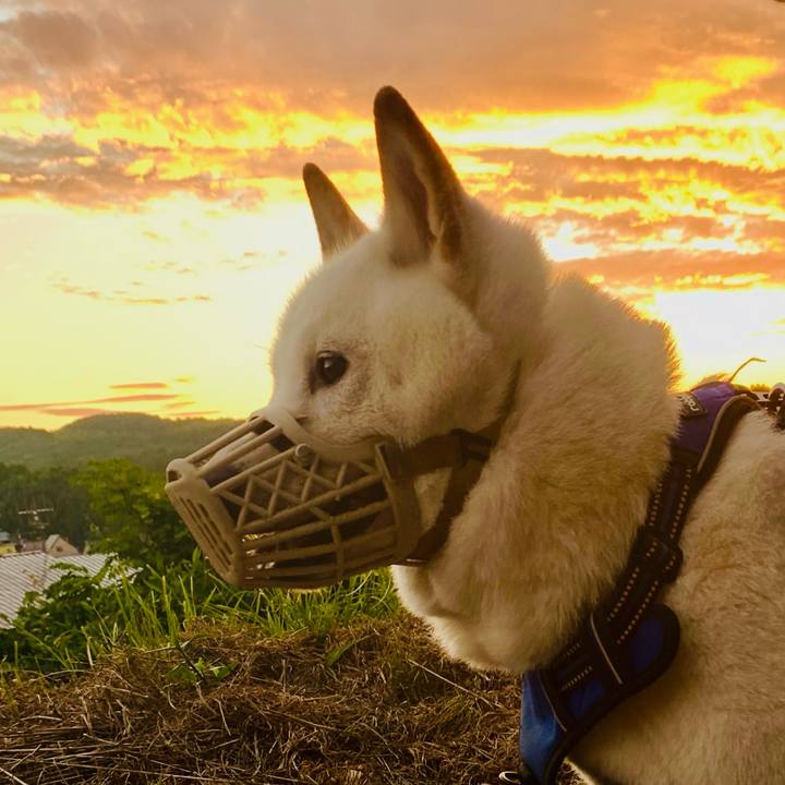 410dad2b c4ea 49ec 80e7 439b77361ade 1627502370013