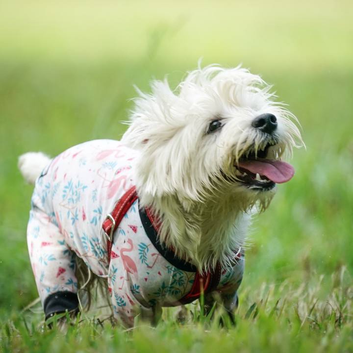 410fa709 95d4 48a5 b752 7df2102466ba 1532952102427