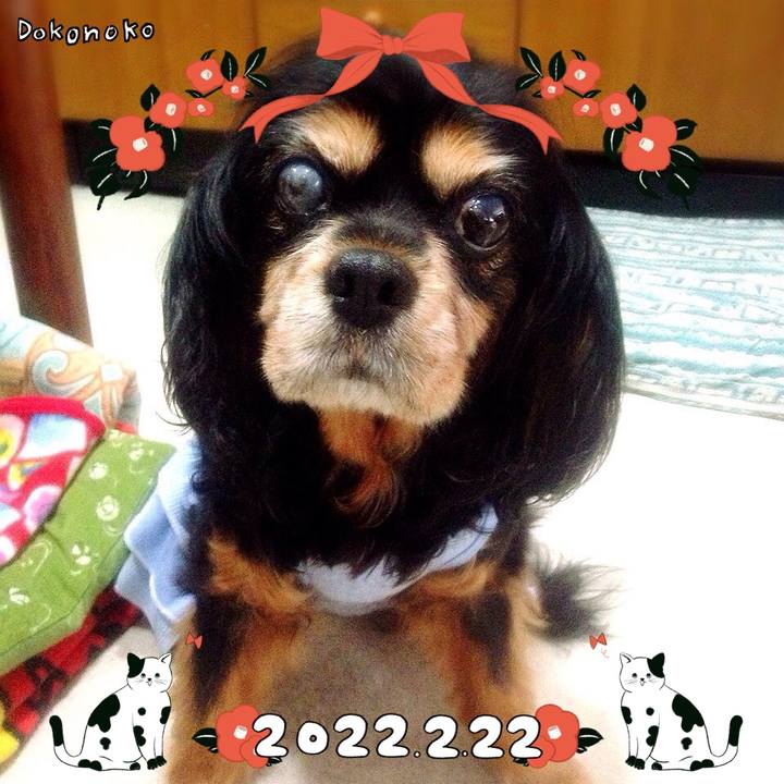 41103855 caca 4ce6 bfa2 8f1de9495da3 1645535188661