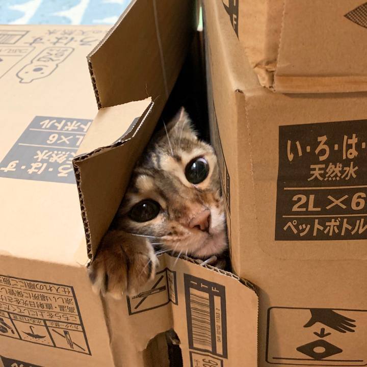 4112f474 dc9b 44cb a807 af15054e1945 1596162690347