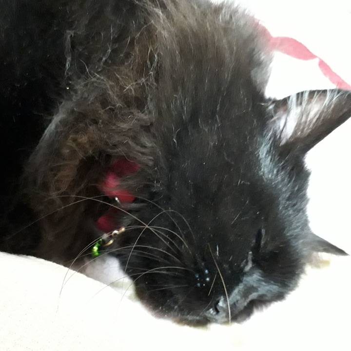 411333a7 6d72 492e a565 a72707240b8f 1522670770993