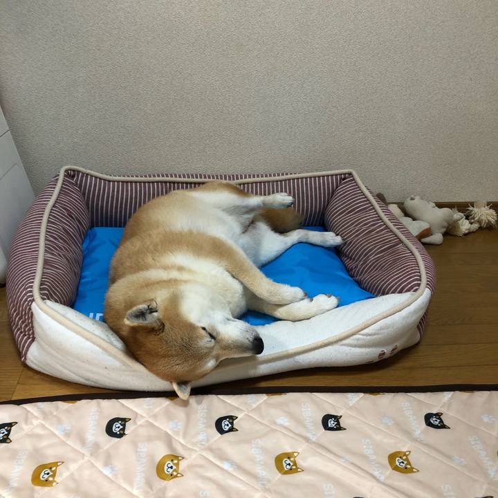 4114bef1 8ac8 4437 b447 8a890f04c1fa 1589335970137