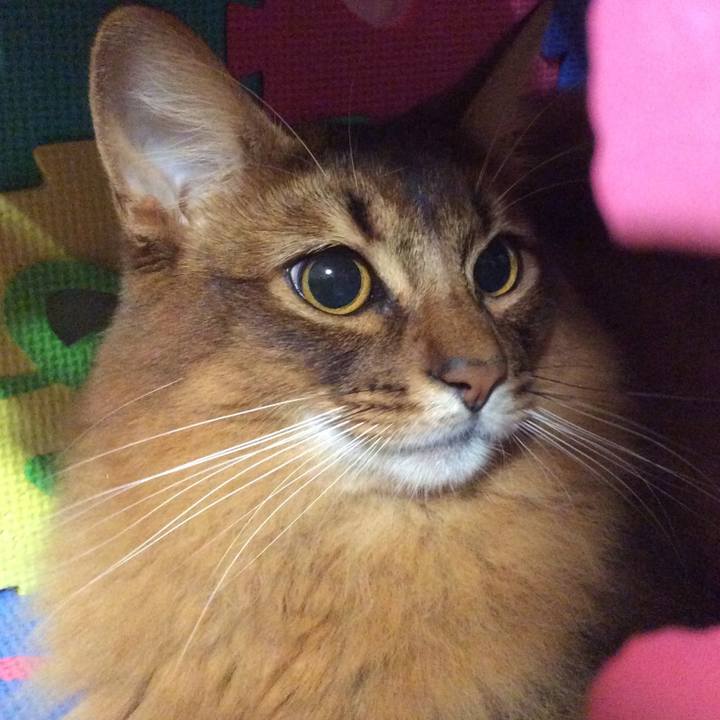 4114c27a aa47 4ca4 a04e 1c147cfd8505 1604242970091