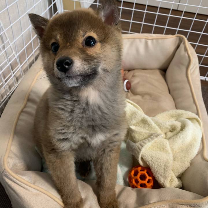 41176b24 1b50 4b66 91d7 c3c55cbce9fe 1616245107639