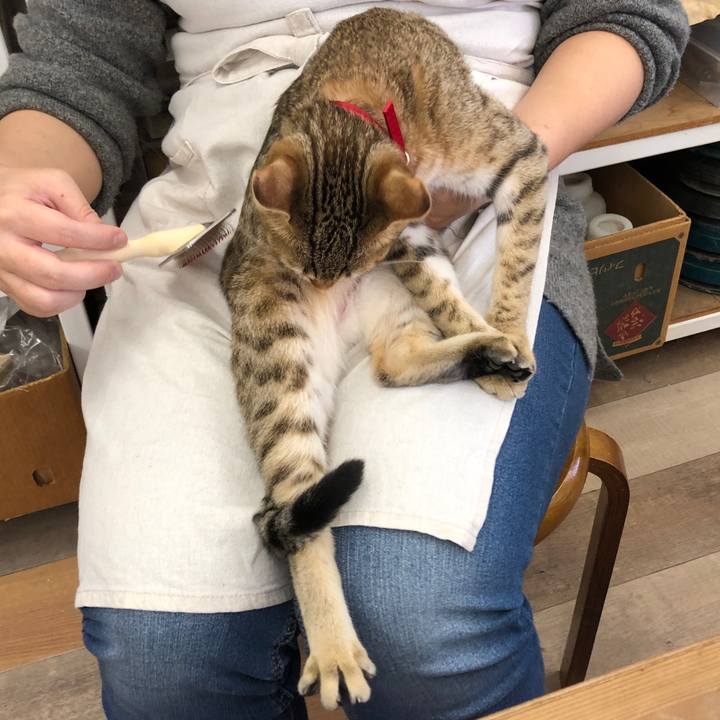 4118bde3 eae8 4c89 bc32 6402dc432cbe 1582432499438